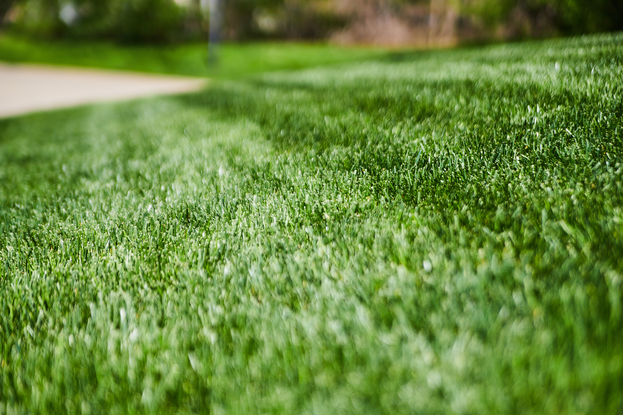 Close up of grass